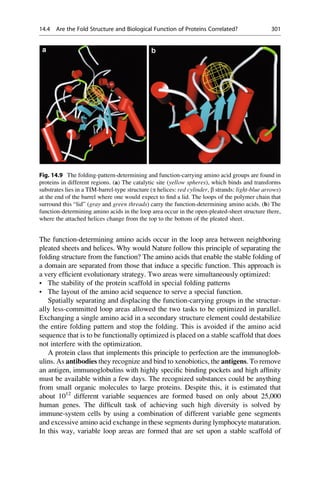 The function-determining amino acids occur in the loop area between neighboring
pleated sheets and helices. Why would Nature follow this principle of separating the
folding structure from the function? The amino acids that enable the stable folding of
a domain are separated from those that induce a specific function. This approach is
a very efficient evolutionary strategy. Two areas were simultaneously optimized:
• The stability of the protein scaffold in special folding patterns
• The layout of the amino acid sequence to serve a special function.
Spatially separating and displacing the function-carrying groups in the structur-
ally less-committed loop areas allowed the two tasks to be optimized in parallel.
Exchanging a single amino acid in a secondary structure element could destabilize
the entire folding pattern and stop the folding. This is avoided if the amino acid
sequence that is to be functionally optimized is placed on a stable scaffold that does
not interfere with the optimization.
A protein class that implements this principle to perfection are the immunoglob-
ulins. As antibodies they recognize and bind to xenobiotics, the antigens. To remove
an antigen, immunoglobulins with highly specific binding pockets and high affinity
must be available within a few days. The recognized substances could be anything
from small organic molecules to large proteins. Despite this, it is estimated that
about 1012
different variable sequences are formed based on only about 25,000
human genes. The difficult task of achieving such high diversity is solved by
immune-system cells by using a combination of different variable gene segments
and excessive amino acid exchange in these segments during lymphocyte maturation.
In this way, variable loop areas are formed that are set upon a stable scaffold of
Fig. 14.9 The folding-pattern-determining and function-carrying amino acid groups are found in
proteins in different regions. (a) The catalytic site (yellow spheres), which binds and transforms
substrates lies in a TIM-barrel-type structure (a helices: red cylinder, b strands: light-blue arrows)
at the end of the barrel where one would expect to find a lid. The loops of the polymer chain that
surround this “lid” (gray and green threads) carry the function-determining amino acids. (b) The
function-determining amino acids in the loop area occur in the open-pleated-sheet structure there,
where the attached helices change from the top to the bottom of the pleated sheet.
14.4 Are the Fold Structure and Biological Function of Proteins Correlated? 301
 