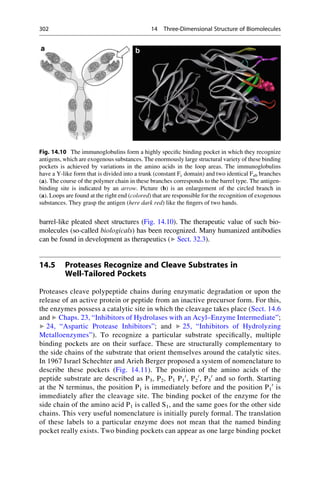 barrel-like pleated sheet structures (Fig. 14.10). The therapeutic value of such bio-
molecules (so-called biologicals) has been recognized. Many humanized antibodies
can be found in development as therapeutics (▶ Sect. 32.3).
14.5 Proteases Recognize and Cleave Substrates in
Well-Tailored Pockets
Proteases cleave polypeptide chains during enzymatic degradation or upon the
release of an active protein or peptide from an inactive precursor form. For this,
the enzymes possess a catalytic site in which the cleavage takes place (Sect. 14.6
and ▶ Chaps. 23, “Inhibitors of Hydrolases with an Acyl–Enzyme Intermediate”;
▶ 24, “Aspartic Protease Inhibitors”; and ▶ 25, “Inhibitors of Hydrolyzing
Metalloenzymes”). To recognize a particular substrate specifically, multiple
binding pockets are on their surface. These are structurally complementary to
the side chains of the substrate that orient themselves around the catalytic sites.
In 1967 Israel Schechter and Arieh Berger proposed a system of nomenclature to
describe these pockets (Fig. 14.11). The position of the amino acids of the
peptide substrate are described as P3, P2, P1 P1
0
, P2
0
, P3
0
and so forth. Starting
at the N terminus, the position P1 is immediately before and the position P1
0
is
immediately after the cleavage site. The binding pocket of the enzyme for the
side chain of the amino acid P1 is called S1, and the same goes for the other side
chains. This very useful nomenclature is initially purely formal. The translation
of these labels to a particular enzyme does not mean that the named binding
pocket really exists. Two binding pockets can appear as one large binding pocket
Fig. 14.10 The immunoglobulins form a highly specific binding pocket in which they recognize
antigens, which are exogenous substances. The enormously large structural variety of these binding
pockets is achieved by variations in the amino acids in the loop areas. The immunoglobulins
have a Y-like form that is divided into a trunk (constant Fc domain) and two identical Fab branches
(a). The course of the polymer chain in these branches corresponds to the barrel type. The antigen-
binding site is indicated by an arrow. Picture (b) is an enlargement of the circled branch in
(a). Loops are found at the right end (colored) that are responsible for the recognition of exogenous
substances. They grasp the antigen (here dark red) like the fingers of two hands.
302 14 Three-Dimensional Structure of Biomolecules
 