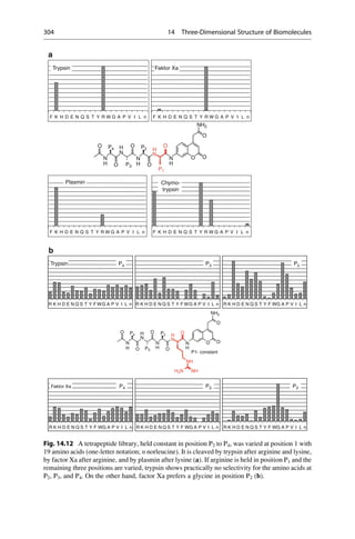 NH2
O
V
F K H D E N S T Y R W G A P I L n
F K H D E N Q S T Y R W G A P V I L n Q
V
F K H D E N S T Y R W G A P I L n
F K H D E N Q S T Y R W G A P V I L n Q
O
N
O
N
H
O
O
N
H
N
P4 P2
O
H
O
O
H
N
H
P3
P1
a
Trypsin Faktor Xa
Plasmin Chymo-
trypsin
O
NH2
P4 P2
O
N
H
O
N
H
O
N
H
O
O
N
H
O
N
H
O
P3
NH
P1- constant
NH
H2N
R K H D E N Q S T Y F WG A P V I L n R K H D E N Q S T Y F WG A P V I L n R K H D E N Q S T Y F WG A P V I L n
R K H D E N Q S T Y F WG A P V I L n
R K H D E N Q S T Y F WG A P V I L n R K H D E N Q S T Y F WG A P V I L n
b
Trypsin P4 P3 P2
P3
P4
Faktor Xa P2
Fig. 14.12 A tetrapeptide library, held constant in position P2 to P4, was varied at position 1 with
19 amino acids (one-letter notation; n norleucine). It is cleaved by trypsin after arginine and lysine,
by factor Xa after arginine, and by plasmin after lysine (a). If arginine is held in position P1 and the
remaining three positions are varied, trypsin shows practically no selectivity for the amino acids at
P2, P3, and P4. On the other hand, factor Xa prefers a glycine in position P2 (b).
304 14 Three-Dimensional Structure of Biomolecules
 