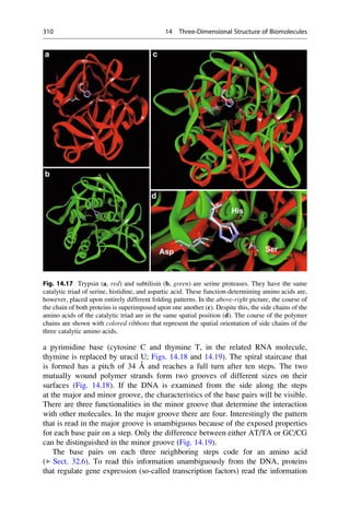a pyrimidine base (cytosine C and thymine T, in the related RNA molecule,
thymine is replaced by uracil U; Figs. 14.18 and 14.19). The spiral staircase that
is formed has a pitch of 34 Å and reaches a full turn after ten steps. The two
mutually wound polymer strands form two grooves of different sizes on their
surfaces (Fig. 14.18). If the DNA is examined from the side along the steps
at the major and minor groove, the characteristics of the base pairs will be visible.
There are three functionalities in the minor groove that determine the interaction
with other molecules. In the major groove there are four. Interestingly the pattern
that is read in the major groove is unambiguous because of the exposed properties
for each base pair on a step. Only the difference between either AT/TA or GC/CG
can be distinguished in the minor groove (Fig. 14.19).
The base pairs on each three neighboring steps code for an amino acid
(▶ Sect. 32.6). To read this information unambiguously from the DNA, proteins
that regulate gene expression (so-called transcription factors) read the information
Fig. 14.17 Trypsin (a, red) and subtilisin (b, green) are serine proteases. They have the same
catalytic triad of serine, histidine, and aspartic acid. These function-determining amino acids are,
however, placed upon entirely different folding patterns. In the above-right picture, the course of
the chain of both proteins is superimposed upon one another (c). Despite this, the side chains of the
amino acids of the catalytic triad are in the same spatial position (d). The course of the polymer
chains are shown with colored ribbons that represent the spatial orientation of side chains of the
three catalytic amino acids.
310 14 Three-Dimensional Structure of Biomolecules
 