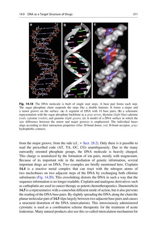 from the major groove, from the side (cf., ▶ Sect. 28.2). Only there is it possible to
read the prescribed code (AT, TA, GC, CG) unambiguously. Due to the many
outwardly oriented phosphate groups, the DNA molecule is heavily charged.
This charge is neutralized by the formation of ion pairs, mostly with magnesium.
Because of its important role in the mediation of genetic information, several
important drugs act on DNA. Two examples are briefly mentioned here. Cisplatin
14.4 is a reactive metal complex that can react with the nitrogen atoms of
two nucleobases on two adjacent steps of the DNA by exchanging both chlorine
substituents (Fig. 14.20). This crosslinking distorts the DNA in such a way that the
sequence information is no longer readable. Cisplatin and analogous derivatives such
as carboplatin are used in cancer therapy as potent chemotherapeutics. Daunorubicin
14.5 is a representative with a somewhat different mode of action, but it also prevents
the reading of the DNA base pairs. By slightly spreading the DNA along the chain the
planar molecular part of 14.5 slips largely between two adjacent base pairs and causes
a structural distortion of the DNA (intercalation). This intravenously administered
cytostatic is used as a combination scheme therapeutic for the treatment of acute
leukemias. Many natural products also use this so-called intercalation mechanism for
a b c
major groove
minor groove
Fig. 14.18 The DNA molecule is built of single stair steps. A base pair forms each step.
The sugar phosphate chain suspends the steps like a double banister. It forms a major and
a minor groove on the surface. (a) A segment of DNA with 14 base pairs, (b) a schematic
representation with the sugar phosphate backbone as a gray arrow, thymine (light blue) adenine
(red), cytosine (violet), and guanine (light green). (c) A model of a DNA surface in which the
size difference between the minor and major grooves is emphasized. The individual bases
align according to their interaction properties (blue: H-bond donor, red: H-bond acceptor, gray:
hydrophobic contact).
14.9 DNA as a Target Structure of Drugs 311
 