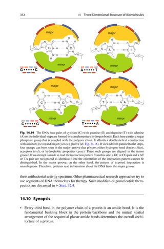 their antibacterial activity spectrum. Other pharmaceutical research approaches try to
use segments of DNA themselves for therapy. Such modified-oligonucleotide thera-
peutics are discussed in ▶ Sect. 32.4.
14.10 Synopsis
• Every third bond in the polymer chain of a protein is an amide bond. It is the
fundamental building block in the protein backbone and the mutual spatial
arrangement of the sequential planar amide bonds determines the overall archi-
tecture of a protein.
O
N
N
N
N
O
N
H
H
H
O
N
N
N
O
H
H H
O
N
N
N
N
N H
H
H O
N
N
O
O
CH3
H
O
N
N
N
N
O
N
H
H
H
O
N
N
N
O
H H
H
O
N
N
N
N
N
H
H
H
O
N
N
O
O
H3C
H
G C
A T
C G T A
G • • • • • C
C • • • • • G
A • • • • • T
T • • • • • A
major major
major major
minor minor
minor
minor
Fig. 14.19 The DNA base pairs of cytosine (C) with guanine (G) and thymine (T) with adenine
(A) on the individual steps are formed by complementary hydrogen bonds. Each base carries a sugar
phosphate group that is coupled with the polymer chain. It affords a double-helical construction
with a minor (green) and major (yellow) groove (cf. Fig. 14.18). If viewed from parallel to the steps,
four groups can been seen in the major groove that possess either hydrogen bond donors (blue),
acceptors (red), or hydrophobic properties (gray). Three such groups are aligned in the minor
groove. If an attempt is made to read the interaction pattern from this side, a GC or CG pair and a AT
or TA pair are recognized as identical. Here the orientation of the interaction pattern cannot be
distinguished. In the major groove, on the other hand, the pattern of exposed interaction is
unambiguous. Therefore, proteins read information about the DNA from the major groove.
312 14 Three-Dimensional Structure of Biomolecules
 