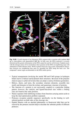 • Typical arrangements involving the amide NH and C═O groups in hydrogen
bonds lead to a-helical and b-pleated sheet structures. Reversal of the polymer
chain in space is achieved in turns that can adopt a variety of distinct geometries.
• Helices, sheets, and turns, the secondary structure elements, assemble into
motifs and domains to form the tertiary and quaternary structure of proteins.
• The function of a protein is not necessarily coupled to a particular folding
pattern, however, the catalytic and ligand-functional sites within a folding
class are found at the same position.
• Nature separates fold-stabilizing residues from function-carrying amino acids to
keep the dual optimization problem separated.
• Proteases recognize peptide sequences specifically via the binding in well-
tailored pockets on both sides of the cleavage site.
• Peptide libraries with an attached photometric or fluorescent label that can be
cleaved by the protease reaction help to elucidate the substrate profile of different
proteases.
Fig. 14.20 Crystal structure of an oligomeric DNA segment after a reaction with cisplatin 14.4
(a) or intercalation with daunorubicin 14.5 (b). In both cases the DNA molecule is severely
distorted and the genetic information on the DNA cannot be read for cell division. Cisplatin reacts
with the nitrogen atoms of two nucleobases (here guanine) of the DNA on neighboring steps with
substitution of both chlorine atoms. With its planar tetracyclic ring system, daunorubicin interca-
lates between two neighboring base pairs by spreading the DNA along the helix axis. The
compound’s amino sugar accommodates in the DNA minor groove.
14.10 Synopsis 313
 