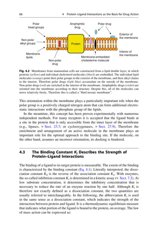 This orientation within the membrane plays a particularly important role when the
polar group is a positively charged nitrogen atom that can form additional electro-
static interactions with the phosphate group of the lipids.
In the meantime, this concept has been proven experimentally with numerous
independent methods. For many receptors it is accepted that the ligand binds at
a site in the protein that is only accessible from the inner layer of the membrane
(e.g., lipases, ▶ Sect. 23.7; or cyclooxygenases, ▶ Sect. 27.9). Therefore the
enrichment and arrangement of an active molecule in the membrane plays an
important role for the optimal approach to the binding site. If the molecule, on
the other hand, assumes an incorrect orientation, its docking is hindered.
4.3 The Binding Constant Ki Describes the Strength of
Protein–Ligand Interactions
The binding of a ligand to its target protein is measurable. The extent of the binding
is characterized by the binding constant (Eq. 4.1). Literally interpreted, the disso-
ciation constant Kd is the reverse of the association constant Ka. With enzymes,
the so-called inhibition constant Ki is determined in a kinetic assay (▶ Sect. 7.2). At
low substrate concentration, it determines the inhibitory concentration that is
necessary to reduce the rate of an enzyme reaction by one half. Although Ki is
therefore not exactly defined as a dissociation constant, the two quantities are
usually referred to interchangeably. In the following, the abbreviation Ki is used
in the same sense as a dissociation constant, which indicates the strength of the
interaction between protein and ligand. It is a thermodynamic equilibrium measure
that indicates what portion of the ligand is bound to the protein, on average. The law
of mass action can be expressed as:
Polar drug
Amphiphilic
drug
Membrane-embedded
cholesterine molecule
Protein
Exterior of
the membrane
Interior of
the membrane
Non-polar
drug
Polar
head groups
Non-polar
alkyl groups
Membrane
lipids
Fig. 4.2 Membranes from mammalian cells are constructed from a lipid double layer, in which
proteins (yellow) and individual cholesterol molecules (black) are embedded. The individual lipid
molecules (orange) point their polar groups to the exterior of the membrane, and their alkyl chains
to the interior. Therefore polar drugs (light blue) accumulate on the outside of the membrane.
Non-polar drugs (red) are enriched in the interior of the membrane. Amphiphilic drugs (violet) are
oriented into the membrane according to their structure. Despite this, all of the molecules can
move relatively freely. Therefore this is called a “fluid mosaic membrane”.
66 4 Protein–Ligand Interactions as the Basis for Drug Action
 
