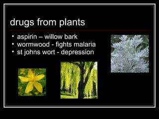 drugs from plants aspirin – willow bark wormwood - fights malaria st johns wort - depression 
