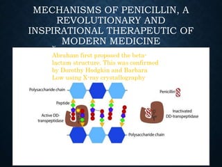 MECHANISMS OF PENICILLIN, A
REVOLUTIONARY AND
INSPIRATIONAL THERAPEUTIC OF
MODERN MEDICINE
X-ray
Abraham first proposed the beta-
lactam structure. This was confirmed
by Dorothy Hodgkin and Barbara
Low using X-ray crystallography
 