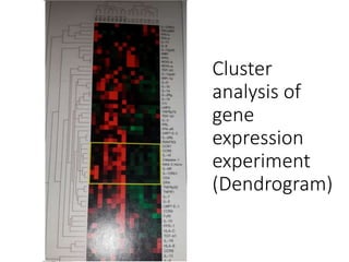 Cluster
analysis of
gene
expression
experiment
(Dendrogram)
 