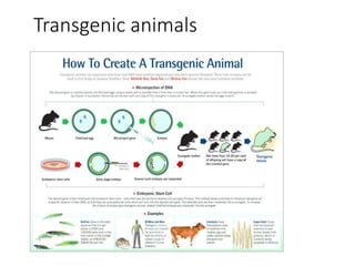 Transgenic animals
 