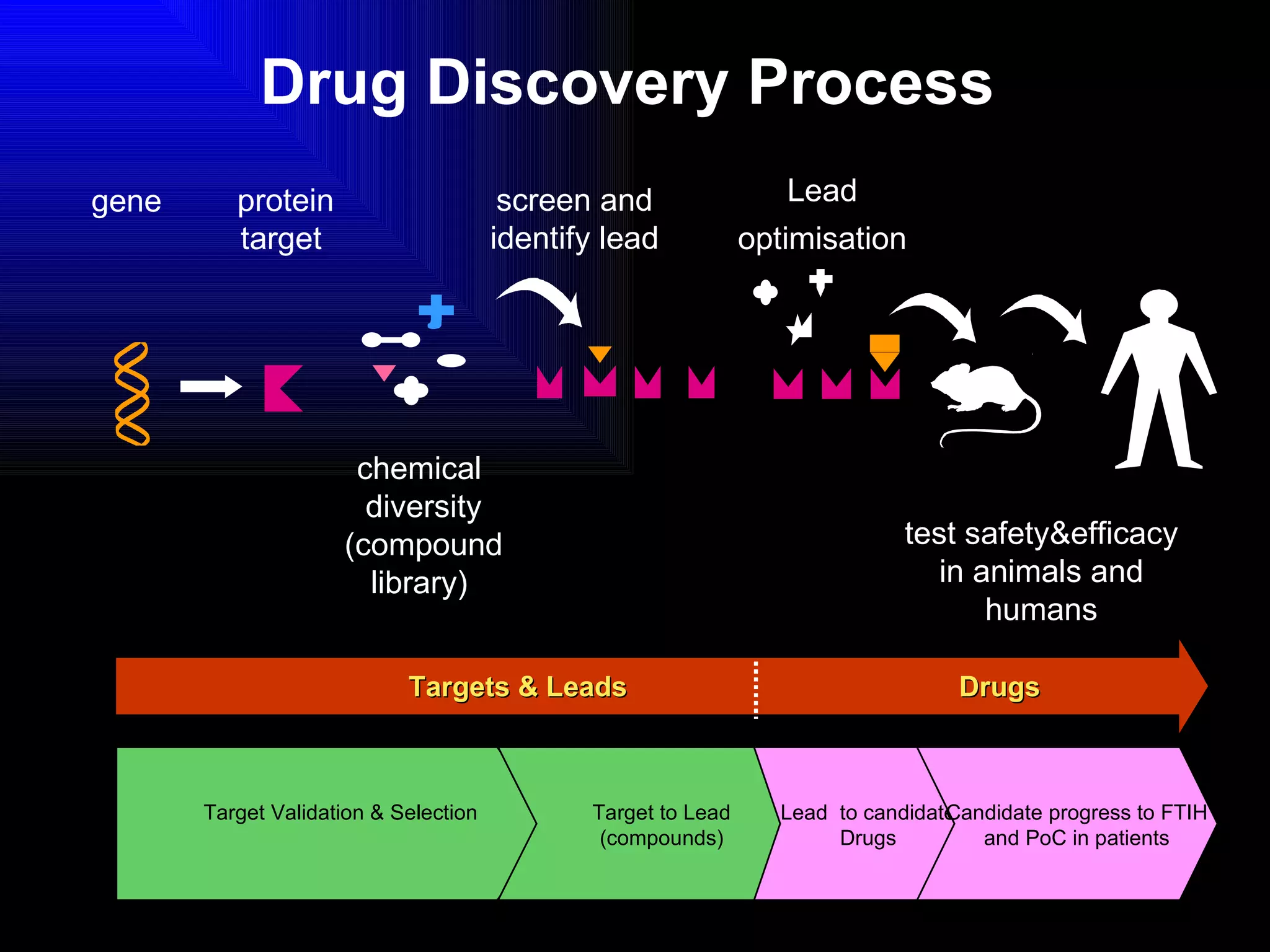 Drug Discovery Process chemical  diversity (compound library)   test safety&efficacy in animals and humans gene   screen and identify lead Lead optimisation protein target   Drugs Targets & Leads Target Validation & Selection  Target to Lead (compounds) Lead  to candidate Drugs Candidate progress to FTIH and PoC in patients 