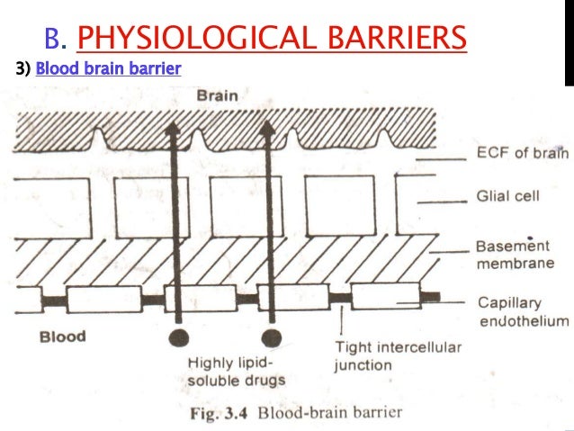 Diazepam blood brain barrier