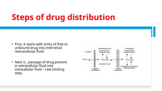 Comprehensive Overview of Drug Distribution in Pharmacology | PPTX