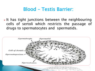 Blood – Testis Barrier: 
 It has tight junctions between the neighbouring 
cells of sertoli which restricts the passage of 
drugs to spermatocytes and spermatids. 
 
