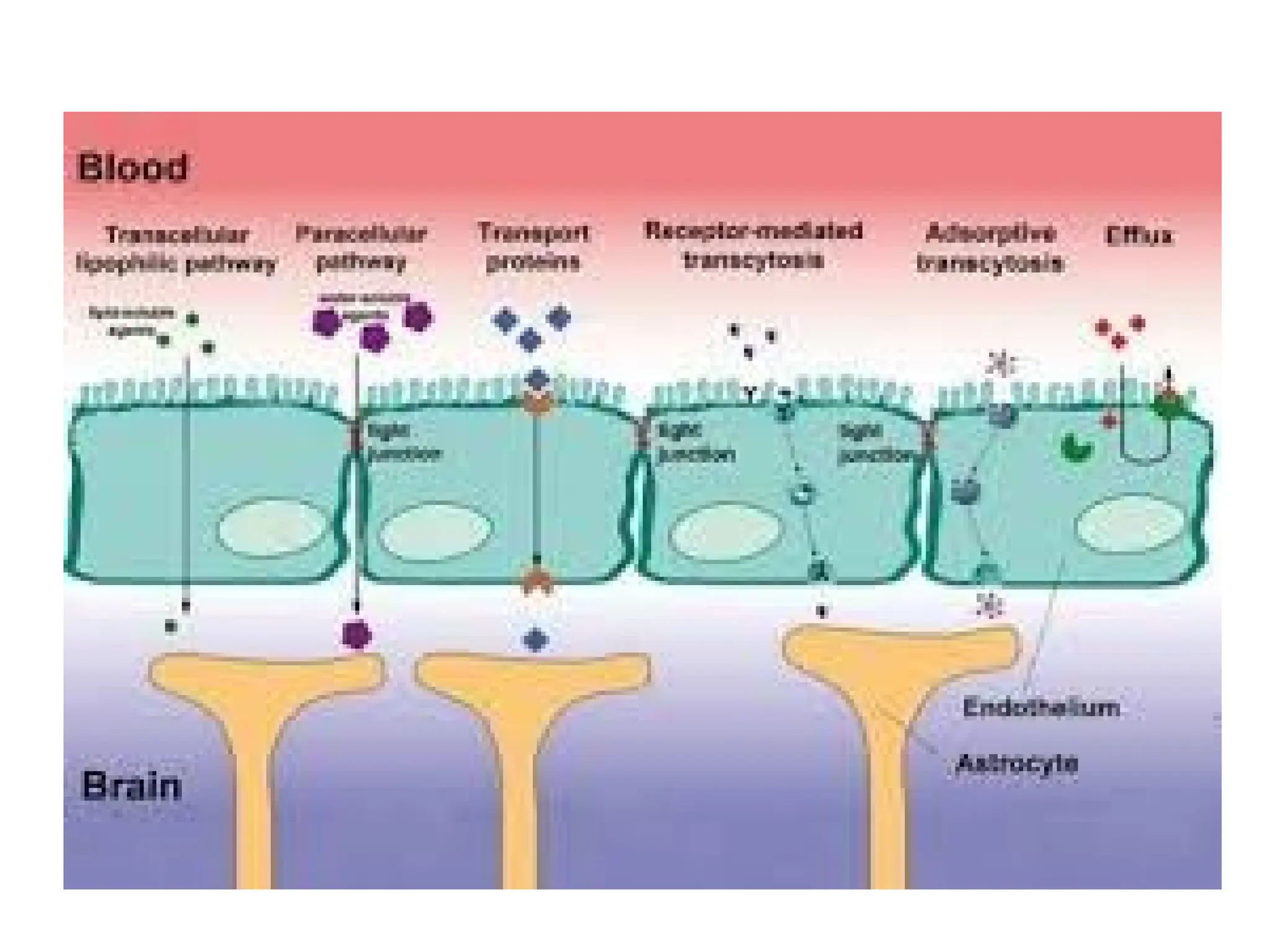 Distribution of Drugs – Plasma Protein Binding and Blood-Brain Barrier ...