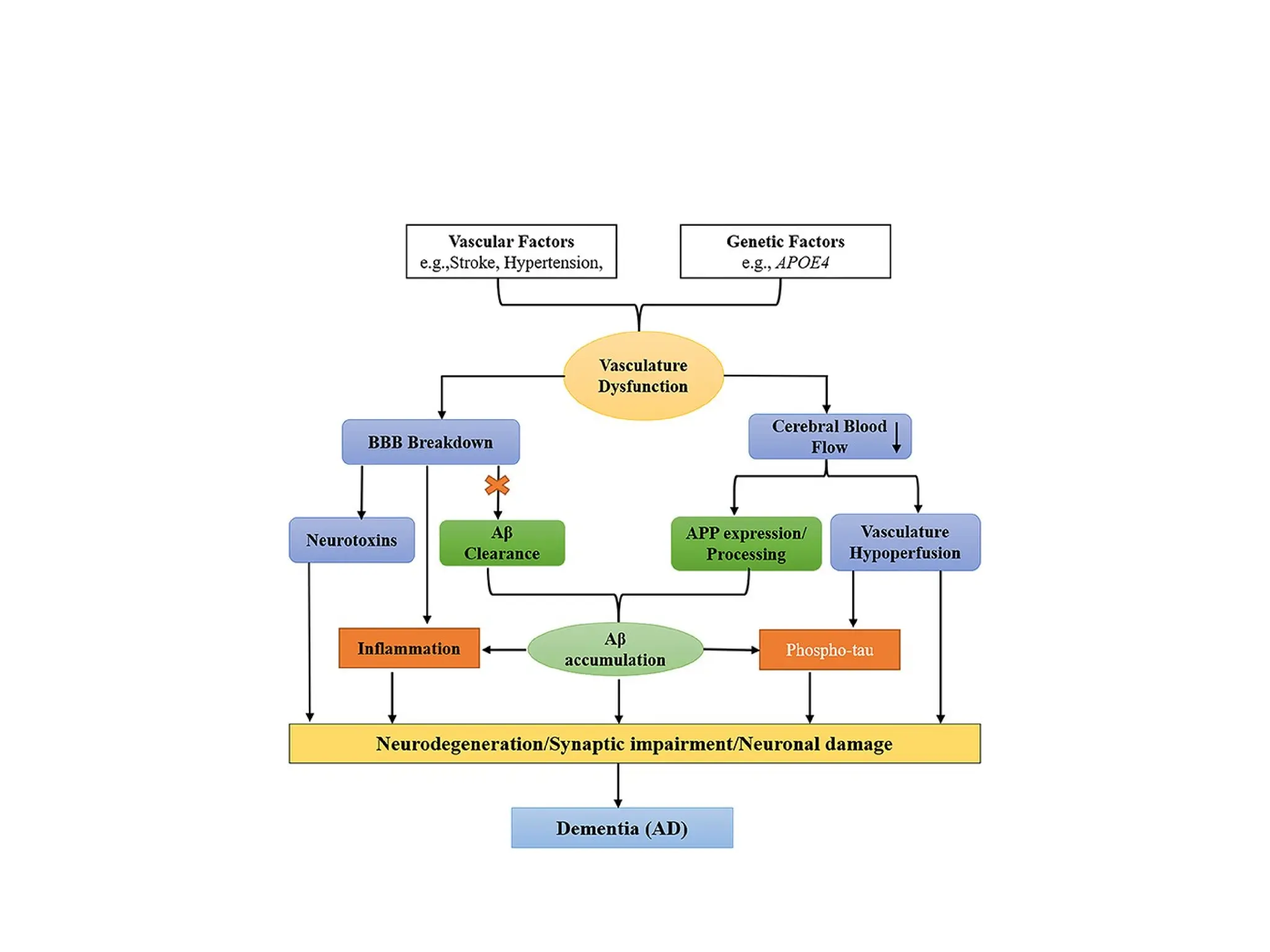 Distribution of Drugs – Plasma Protein Binding and Blood-Brain Barrier ...