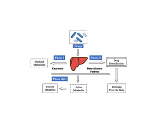 Distribution of Drugs – Plasma Protein Binding and Blood-Brain Barrier ...