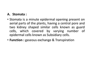 A. Stomata :
• Stomata is a minute epidermal opening present on
aerial parts of the plants, having a central pore and
two kidney shaped similar cells known as guard
cells, which covered by varying number of
epidermal cells known as Subsidiary cells.
• Function : gaseous exchange & Transpiration
 