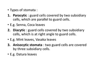 • Types of stomata :
1. Paracytic : guard cells covered by two subsidiary
cells, which are parallel to guard cells.
• E.g. Senna, Coca leaves
2. Diacytic : guard cells covered by two subsidiary
cells, which is at right angle to guard cells.
• E.g. Mint leaves, Vasaka leaves
3. Anisocytic stomata : two guard cells are covered
by three subsidiary cells.
• E.g. Datura leaves
 