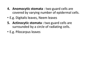 4. Anomocytic stomata : two guard cells are
covered by varying number of epidermal cells.
• E.g. Digitalis leaves, Neem leaves
5. Actinocytic stomata : two guard cells are
surrounded by a circle of radiating cells.
• E.g. Pilocarpus leaves
 