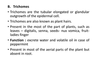 B. Trichomes
• Trichomes are the tubular elongated or glandular
outgrowth of the epidermal cell.
• Trichomes are also known as plant hairs.
• Present in the most of the part of plants, such as
leaves – digitalis, senna, seeds- nux vomica, fruit-
ladies finger
• Function : excrete water and volatile oil in case of
peppermint
• Present in most of the aerial parts of the plant but
absent in root.
 