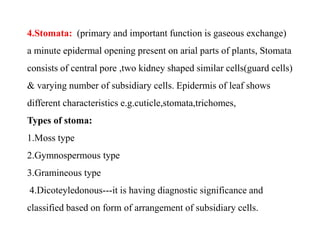 4.Stomata: (primary and important function is gaseous exchange)
a minute epidermal opening present on arial parts of plant...