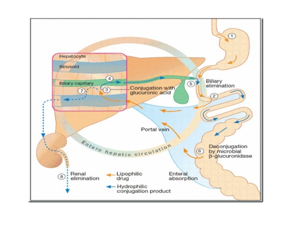 Drug excretion