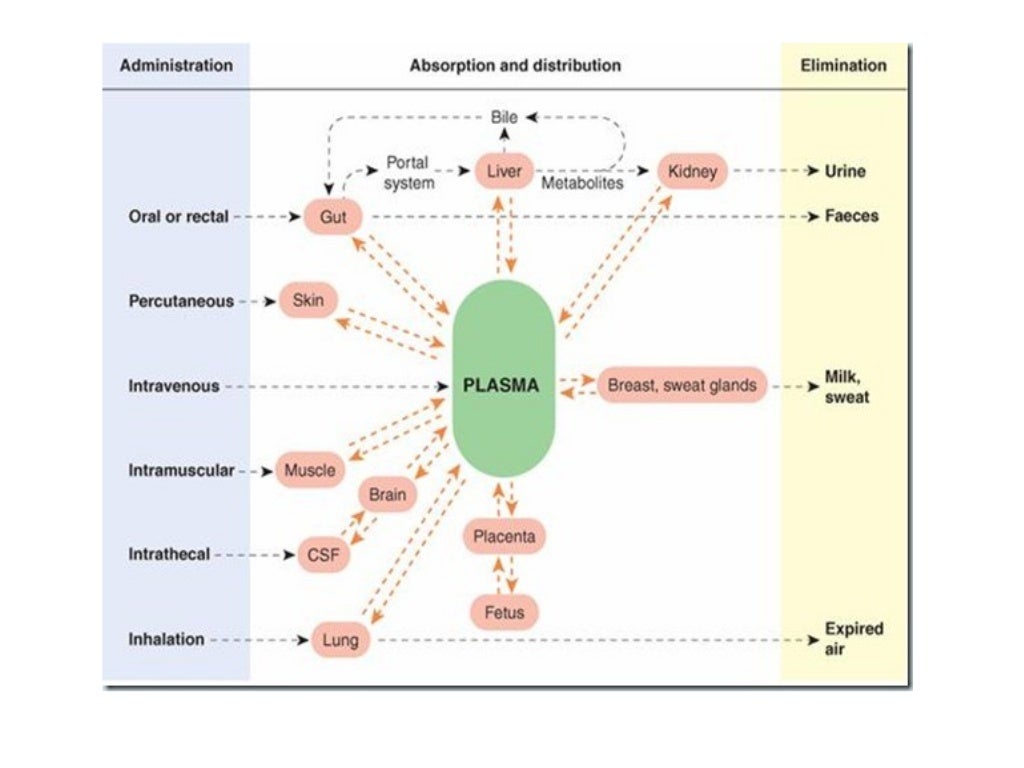 Drug excretion