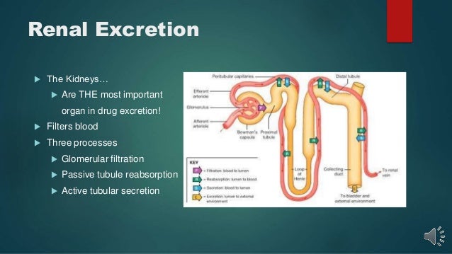 Drug Excretion