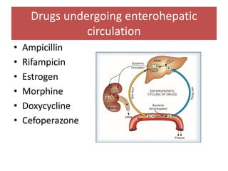 Drugs undergoing enterohepatic
circulation
• Ampicillin
• Rifampicin
• Estrogen
• Morphine
• Doxycycline
• Cefoperazone
 