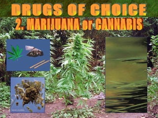 DRUGS OF CHOICE 2. MARIJUANA or CANNABIS 