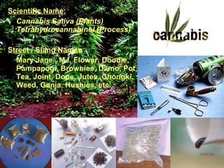 Scientific Name:   Cannabis Sativa (Plants) Tetrahydrocannabinol (Process) Street / Slang Names Mary Jane , MJ, Flower, Doodie, Pampapogi, Brownies, Damo, Pot, Tea, Joint, Dope, Jutes, Chongki, Weed, Ganja, Hushies, etc. 