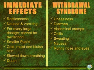 Restlessness Nausea & vomiting For every large dosage; cannot be awakened; Smaller Pupils Cold, moist and bluish skin Slowed down breathing  Death WITHDRAWAL SYNDROME Uneasiness Diarrhea Abdominal cramps Chills Sweating Nausea Runny nose and eyes IMMEDIATE EFFECTS  