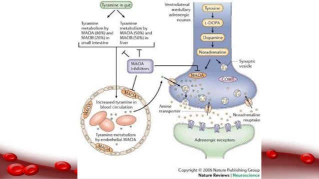 Theophylline Medication Interactions