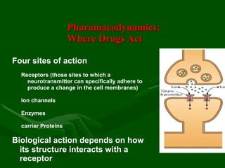 Pharamacodynamics:
Where Drugs Act
Four sites of action
Receptors (those sites to which a
neurotransmitter can specifically adhere to
produce a change in the cell membranes)
Ion channels
Enzymes
carrier Proteins
Biological action depends on how
its structure interacts with a
receptor
 
