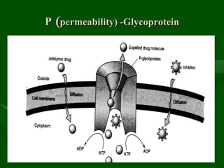 P (permeability) -Glycoprotein
 