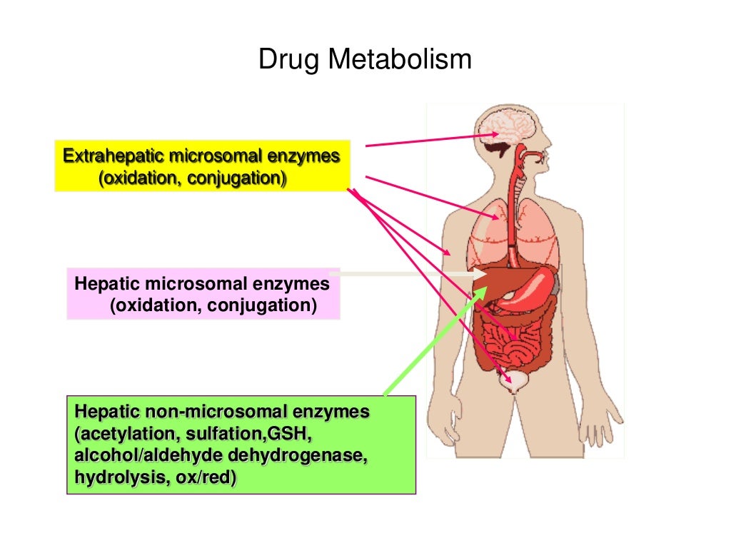 Drug metabolism