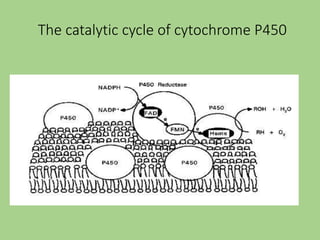 Drug metabolism (metabolism of drugs) | PPT