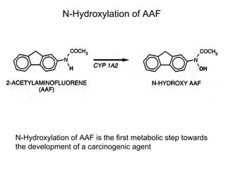 Drug metabolism | PDF