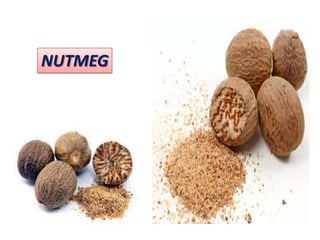 NUTMEG
 
