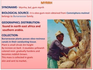 MYRRH
SYNONAME- Myrrha, bol, gum myrrh
BIOLOGICAL SOURCE- It is oleo-gum-resin obtained from Commiphora molmol
belongs to Burseraceae family.

GEOGRAPHICL DISTRIBUTION-
found in north east africa and
southern arabia.
COLLECTION-
Burseraceae plants posses oleo-resinous
canals in their conducting tissue.
Plant is small shrub-3m height
By incision on bark it exudates yellowish
colored resin ,gradually hardens and
becomes reddish brown.
This mass is collected in goats
skin and sent to market.
 