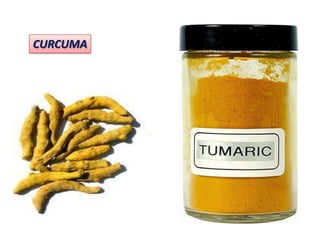 CURCUMA
 