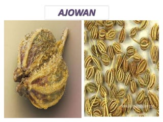 AJOWAN
 