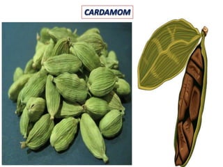 CARDAMOM
 