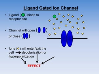 Ligand Gated Ion Channel
• Ligand ( ) binds to
receptor site
• Channel will open ( )
or close ( )
• Ions ( ) will enter/exit the
cell depolarization or
hyperpolarization
EFFECT
 