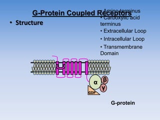 G-Protein Coupled Receptors
• Structure
α β
γ
• Amino terminus
• Carboxylic acid
terminus
• Extracellular Loop
• Intracellular Loop
• Transmembrane
Domain
G-protein
GDP
 