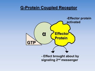 G-Protein Coupled Receptor
α
GTP
Effector
Protein
-Effector protein
activated
- Effect brought about by
signaling 2nd messenger
 
