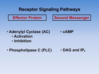 Receptor Signaling Pathways
Effector Protein Second Messenger
• Adenylyl Cyclase (AC)
• Activation
• Inhibition
• Phospholipase C (PLC)
• cAMP
• DAG and IP₃
 