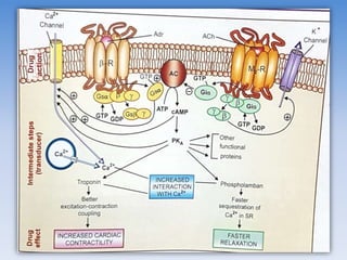 Adenylyl Cyclase Pathway
 