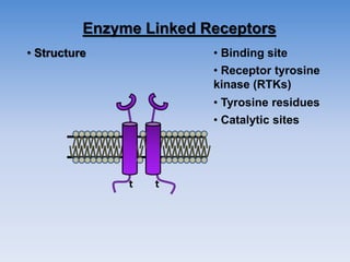 Enzyme Linked Receptors
• Structure
t t
• Binding site
• Receptor tyrosine
kinase (RTKs)
• Catalytic sites
• Tyrosine residues
 