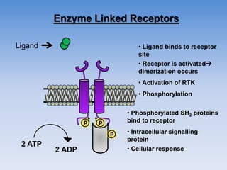 Enzyme Linked Receptors
Ligand
t t
2 ATP
2 ADP
p p
p
• Ligand binds to receptor
site
• Receptor is activated
dimerization occurs
• Phosphorylation
• Activation of RTK
• Phosphorylated SH2 proteins
bind to receptor
• Intracellular signalling
protein
• Cellular response
 