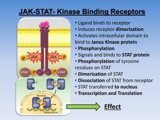 JAK-STAT- Kinase Binding Receptors
• Ligand binds to receptor
• Induces receptor dimerization
• Activates intracellular domain to
bind to Janus Kinase protein
• Phosphorylation
• Signals and binds to STAT protein
• Phosphorylation of tyrosine
residues on STAT
• Dimerization of STAT
• Dissociation of STAT from receptor
• STAT transferred to nucleus
• Transcription and Translation
Effect
 